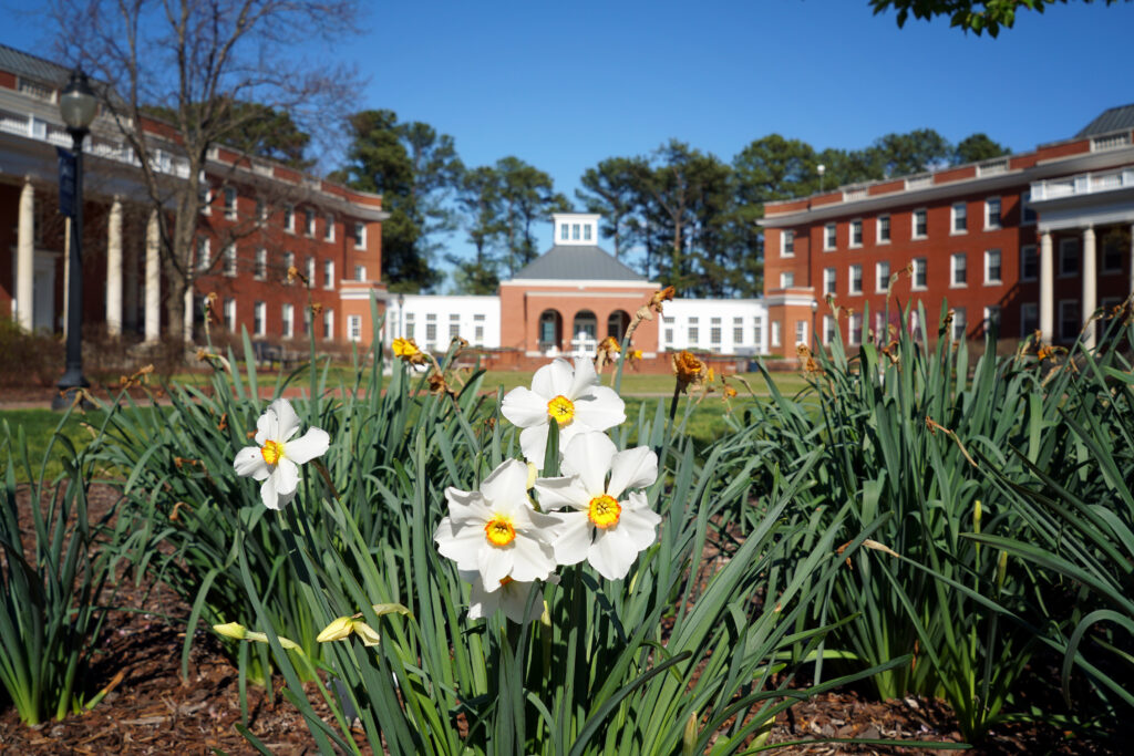 Daffodils blooming in the lawn in front of residence halls.